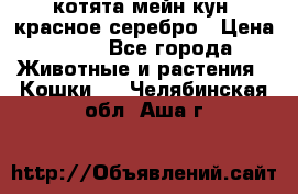 котята мейн кун, красное серебро › Цена ­ 30 - Все города Животные и растения » Кошки   . Челябинская обл.,Аша г.